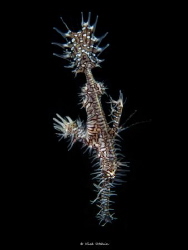 Ghost Pipefishes by Nick Utchin 